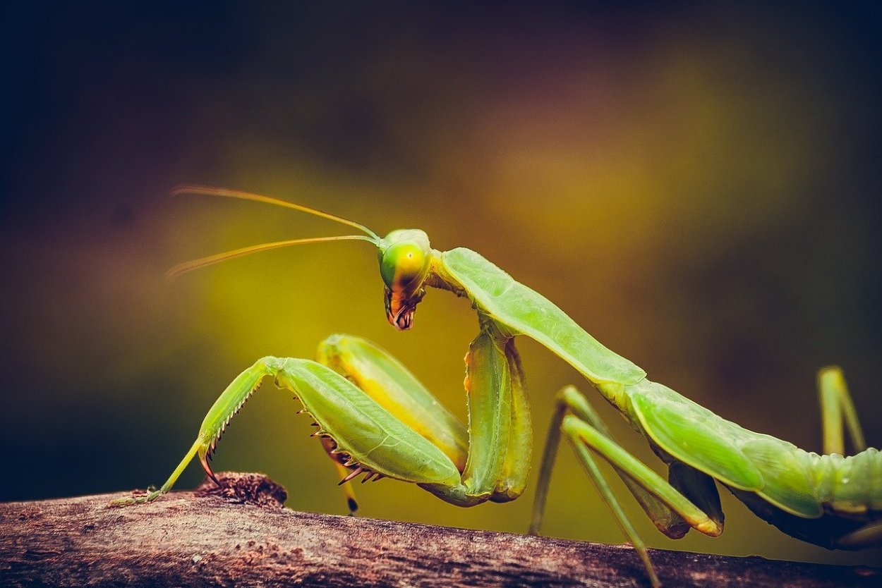 Закавказский древесный богомол
