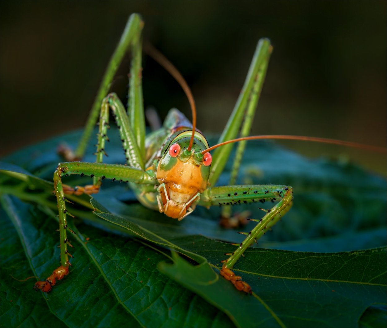 ШИПАСТЫЙ цветочный богомол