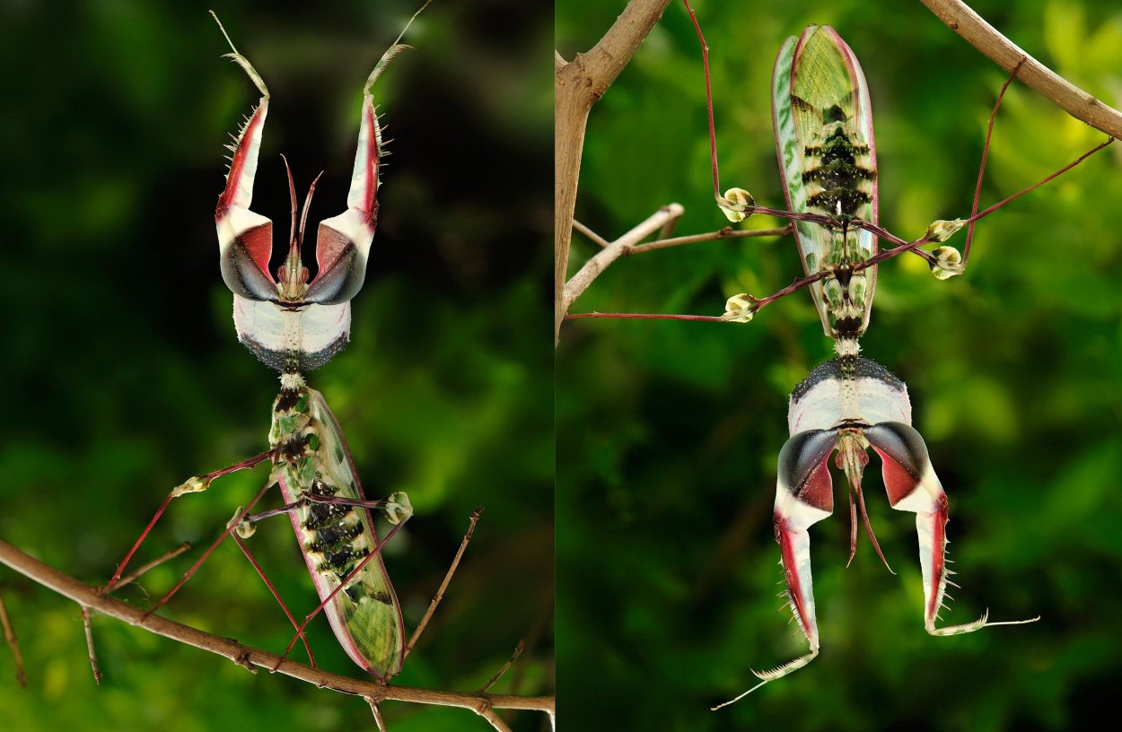 Богомолы Мантис зелёный