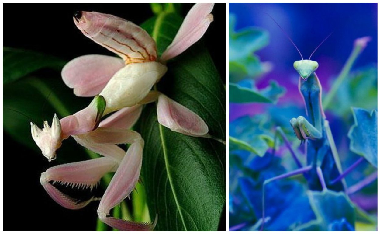 Богомол Pseudocreobotra wahlbergii