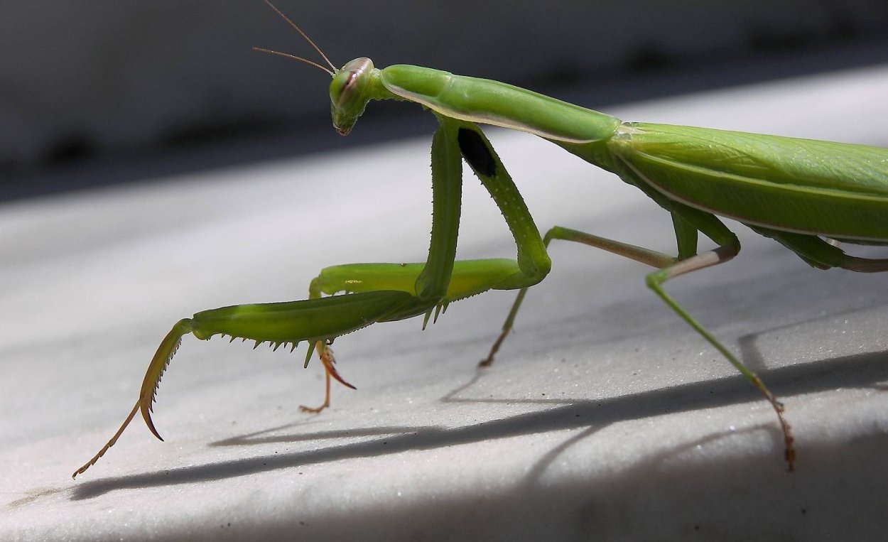 Богомол Мантис(бабочка)