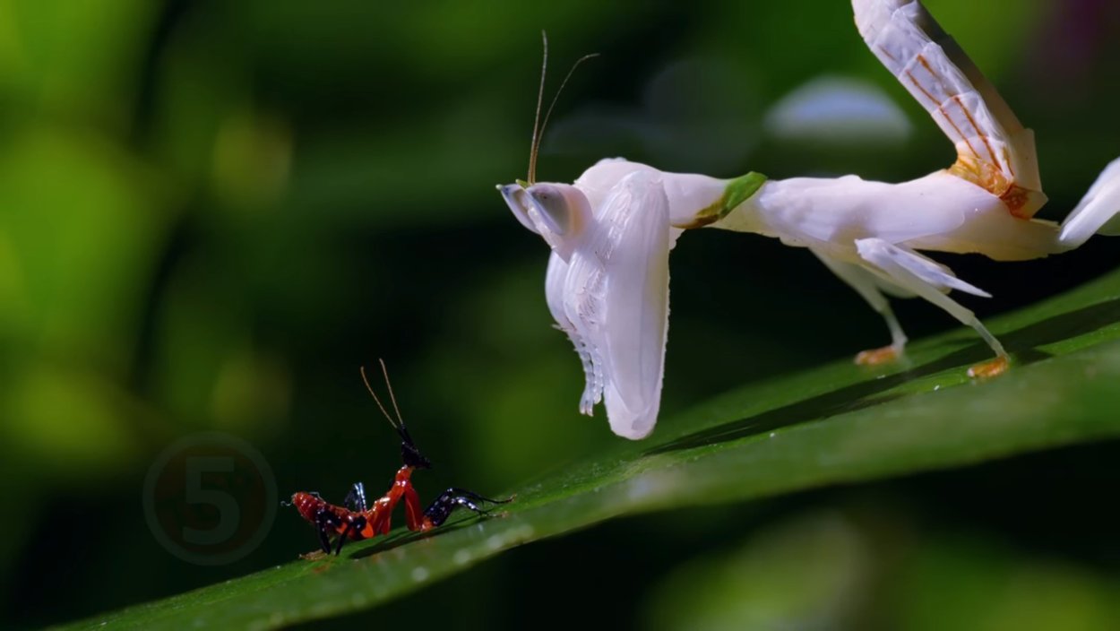 Брачный танец Богомолов