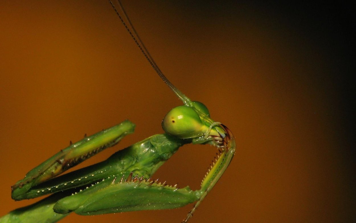 Богомол Сибирский