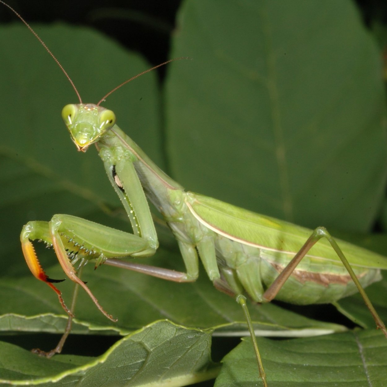 Богомол чертов цветок