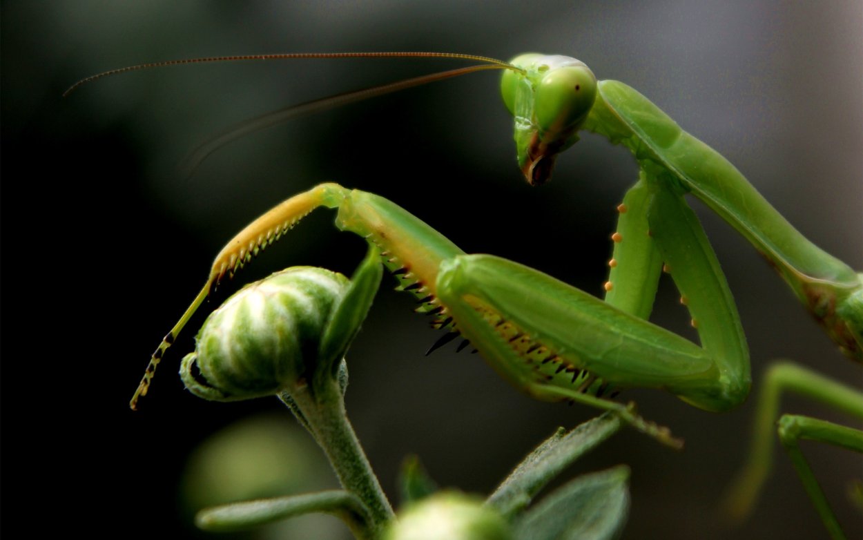 Статилия богомол