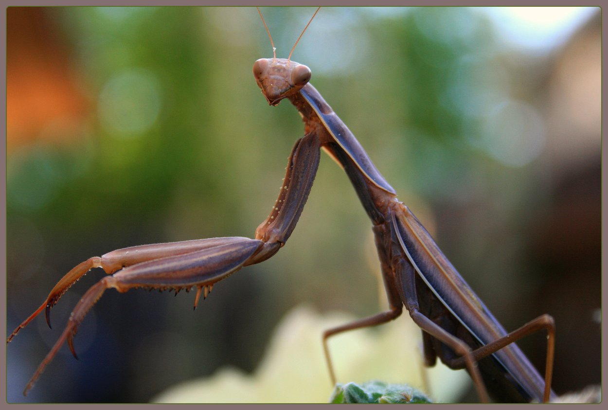 Мантис Жук