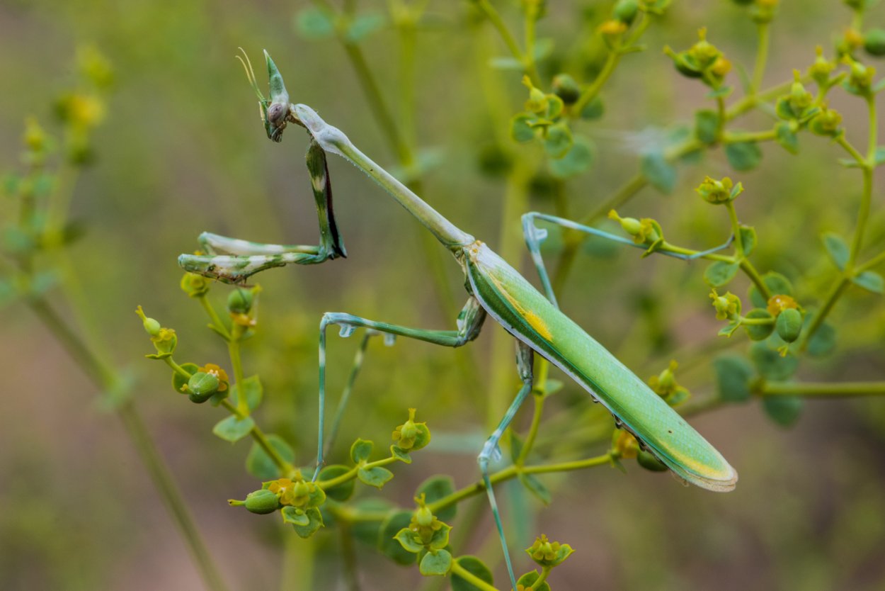 Богомол обыкновенный самка