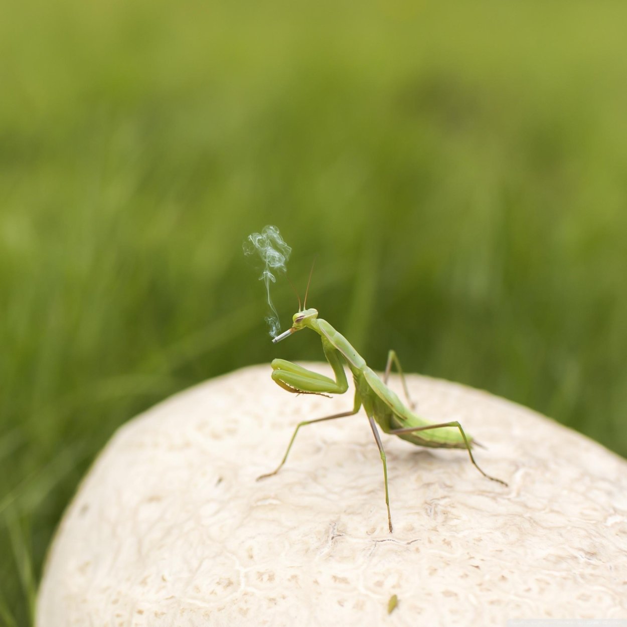 Богомолов Ischnomantis Gigas