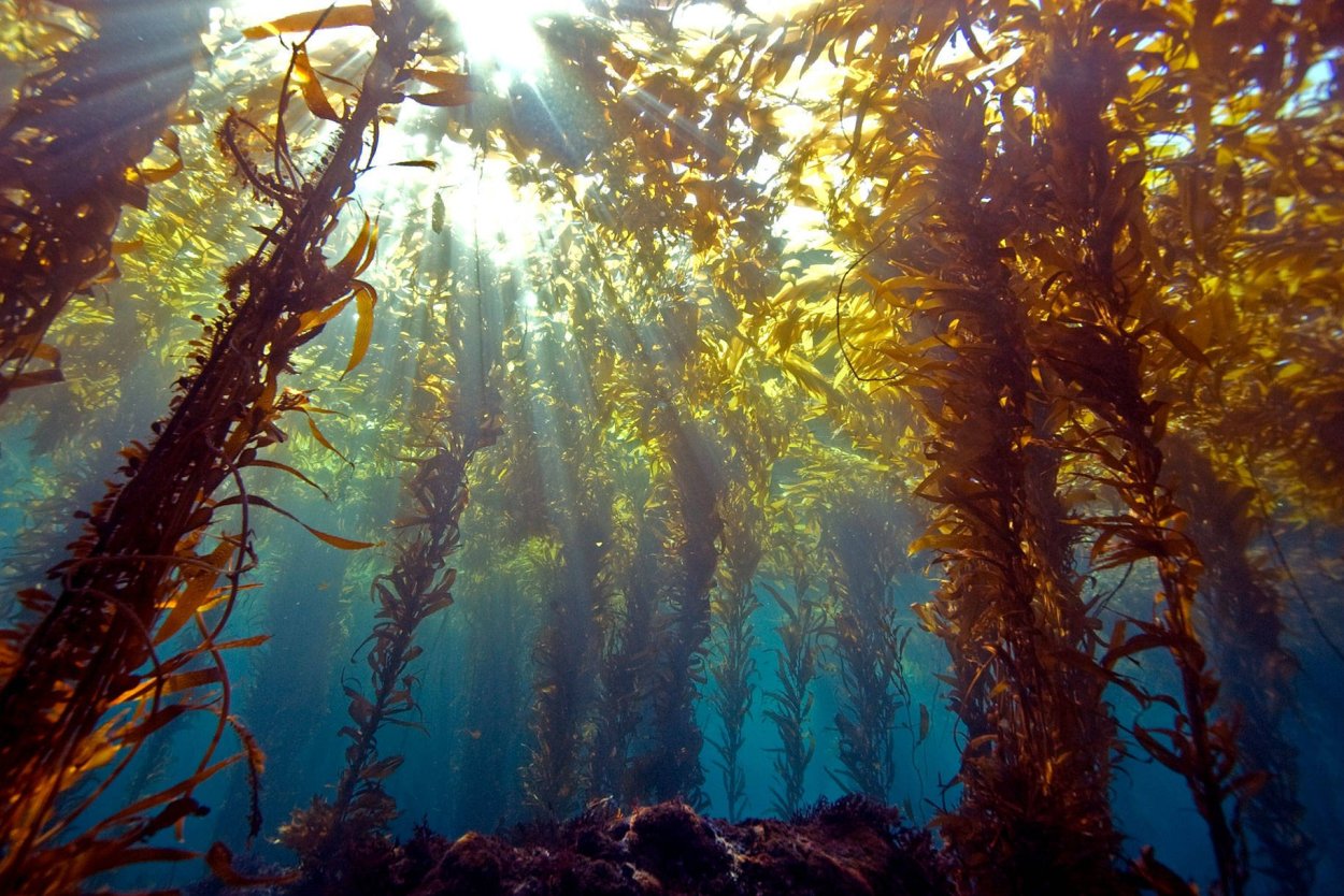 Водяные водоросли