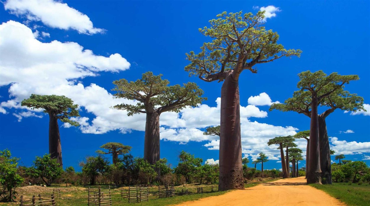 Adansonia digitata баобаб Адансония пальчатая