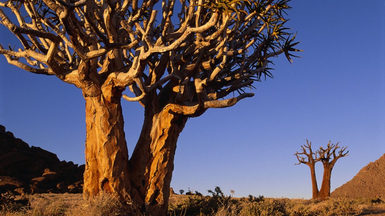 Драцена Сокотра