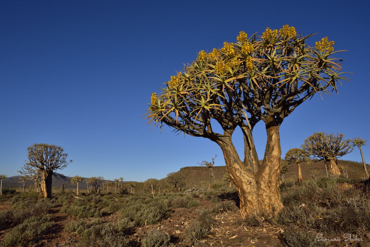 Раффлезия в Танзании