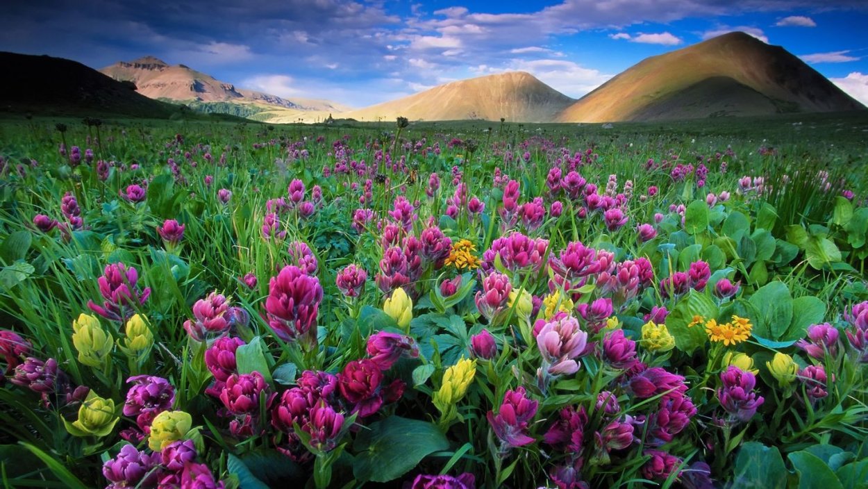 Флэтлэй Суккуленты