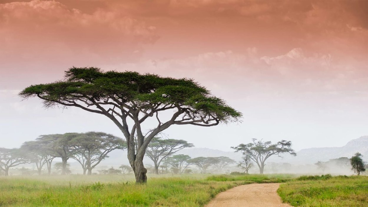 Вельвичия мирабилис Welwitschia Mirabilis