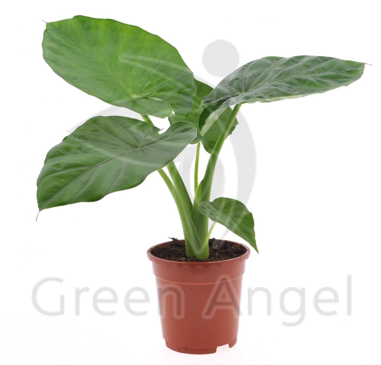 Алоказия крупнокорневищная