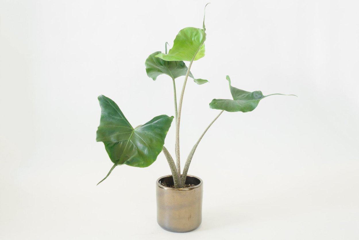 Alocasia macrorrhiza 'Stingray'