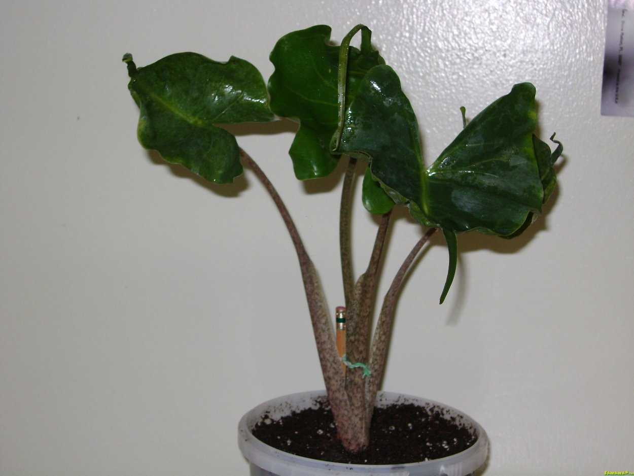 Алоказия макрориза