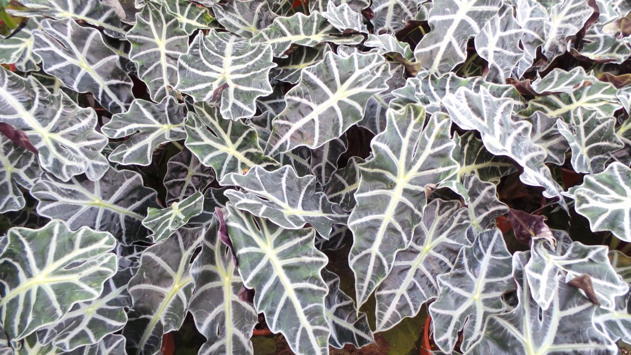 Орхидея алоказия