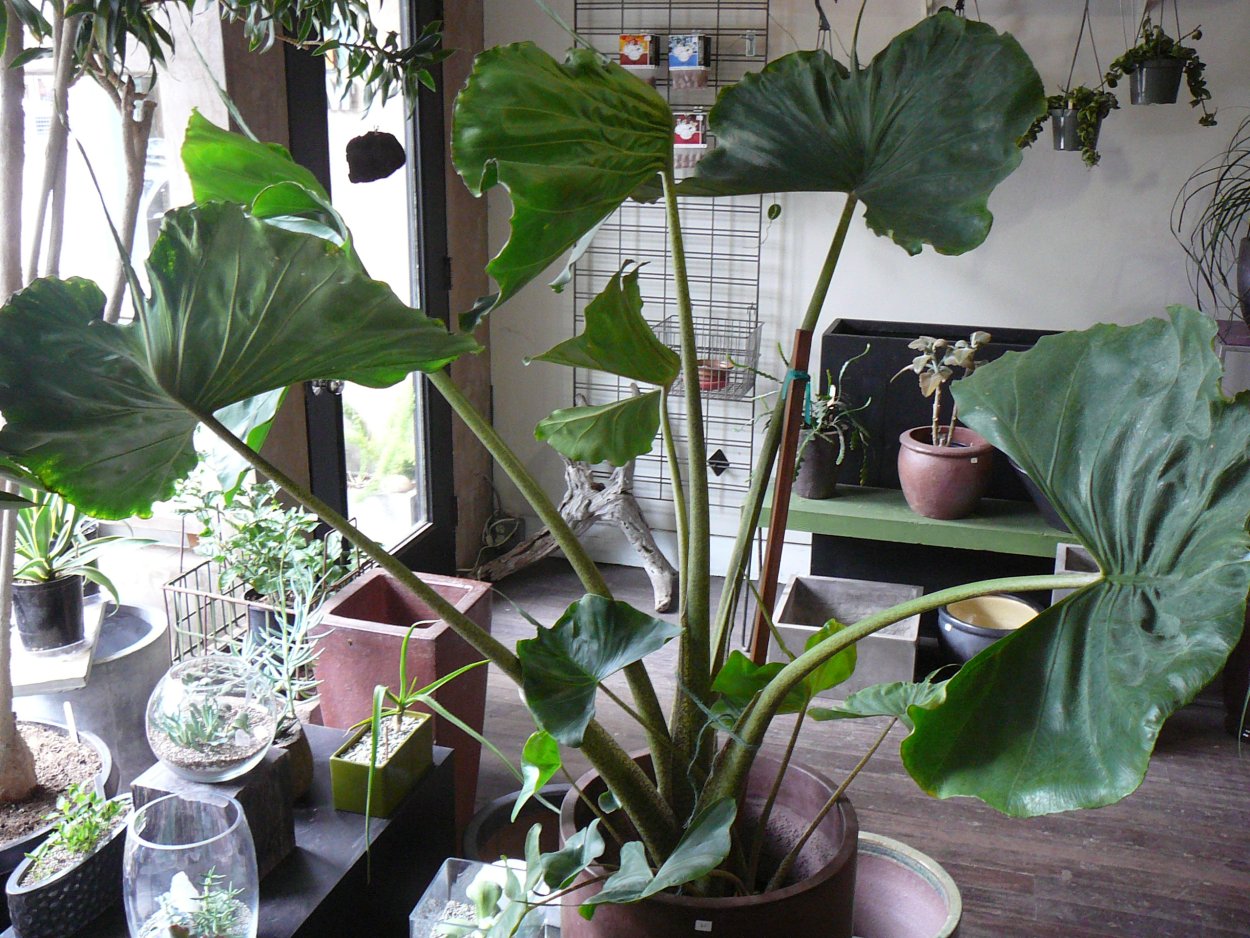 Алоказия крупнокорневая