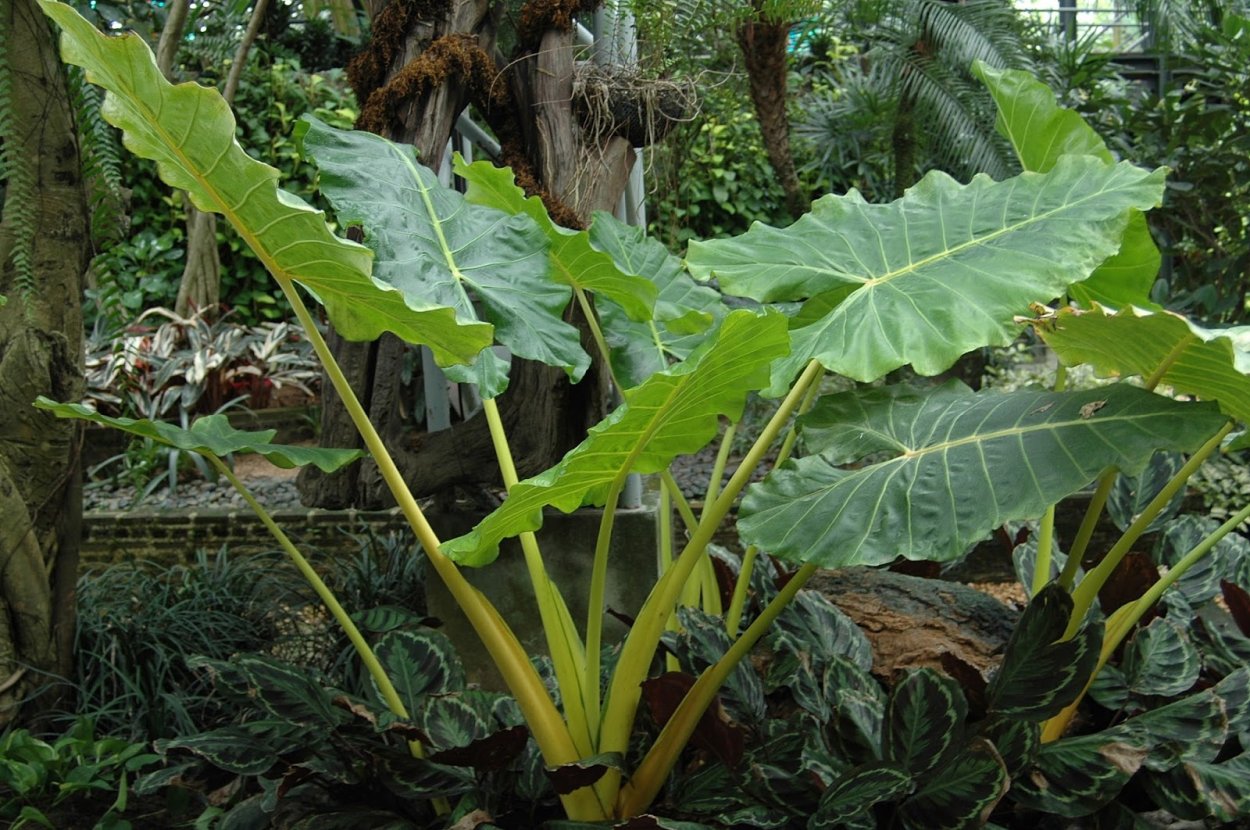 Алоказия Слоновье ухо