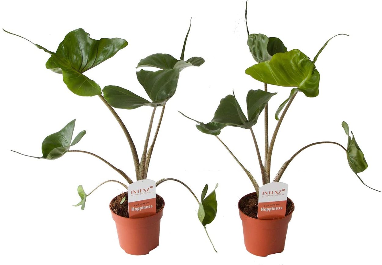 Алоказия Stingray