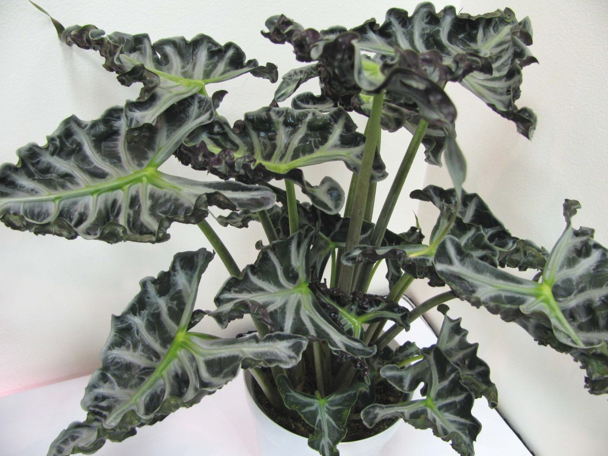 Алоказия Грин вельвет