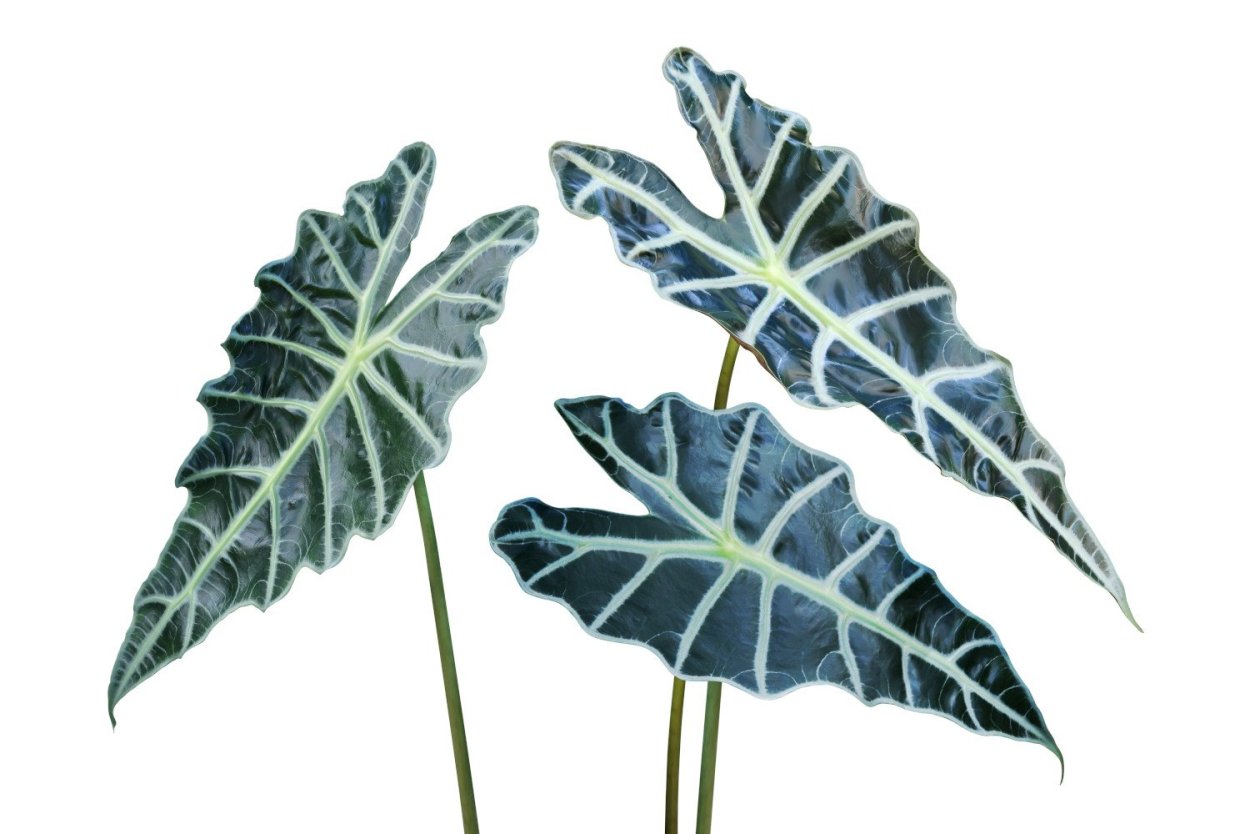 Алоказия Alocasia macrorhiza