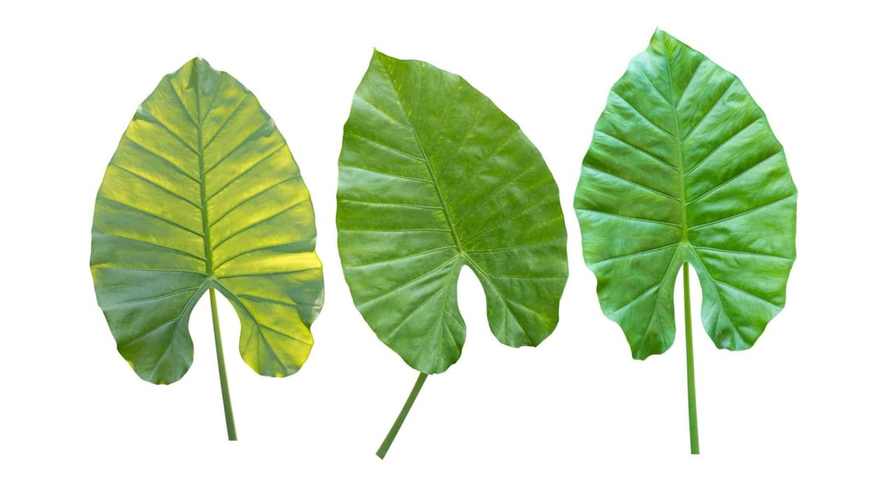 Alocasia macrorhiza Schott