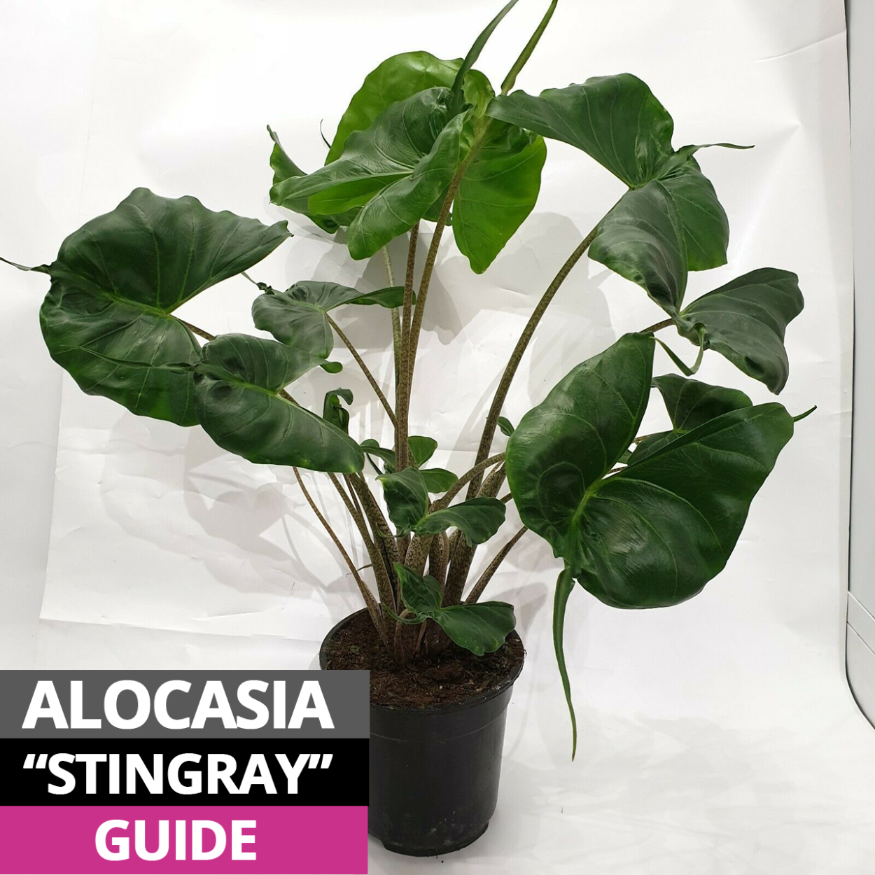 Алоказия Скат