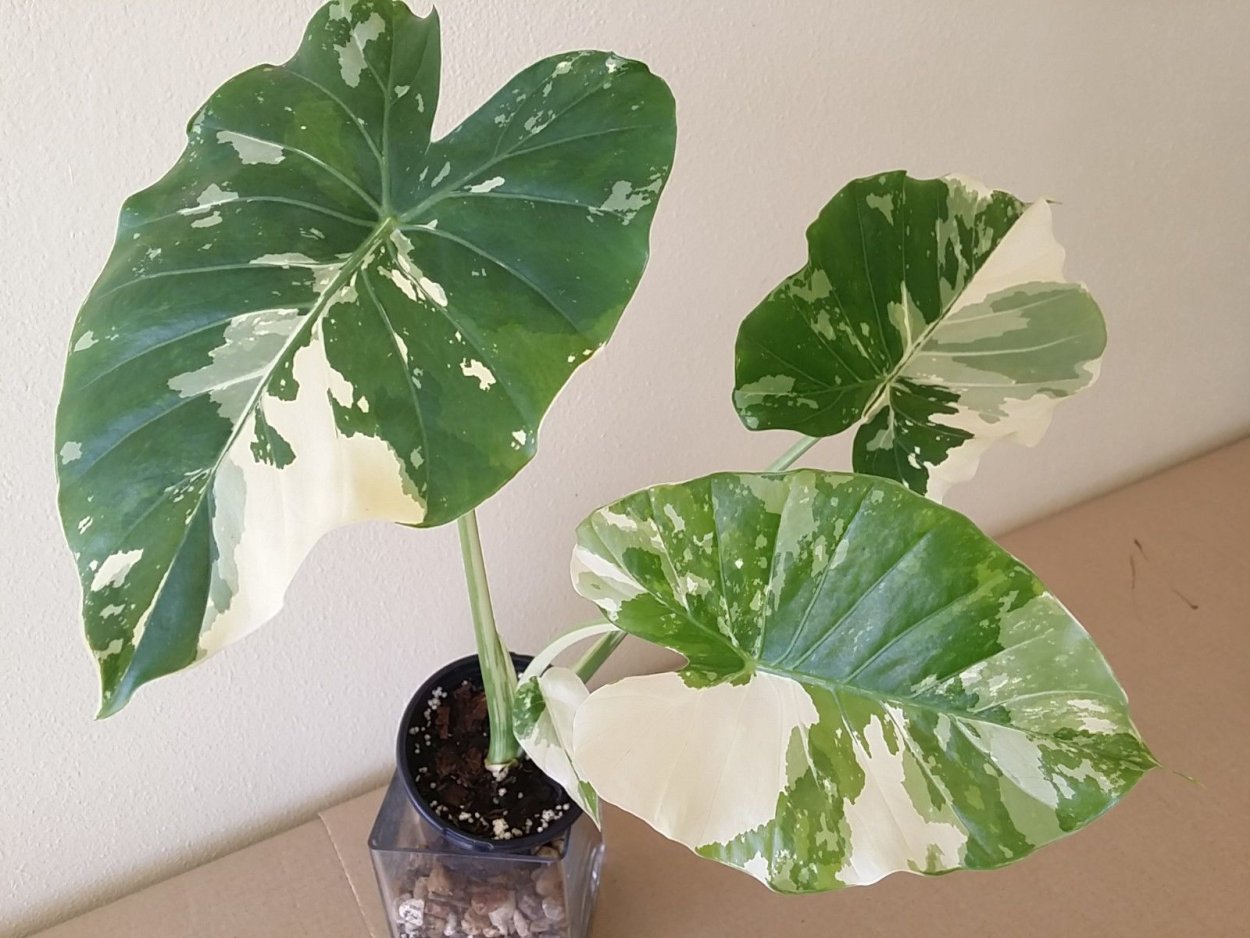 Алоказия Стингрей