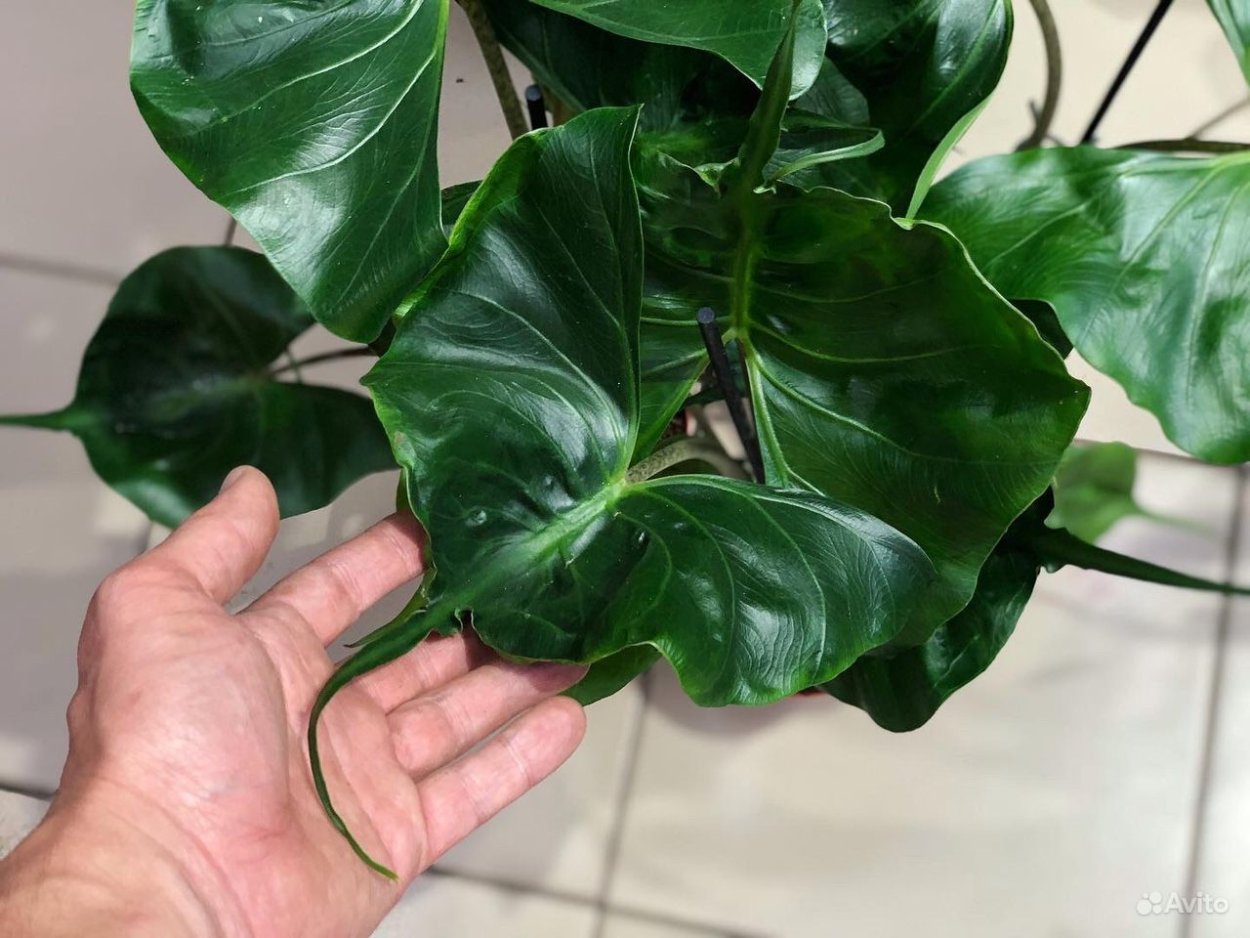 Алоказия Стингрей