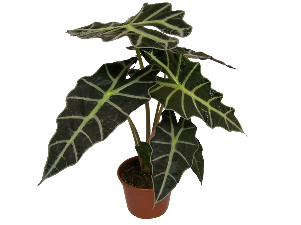 Alocasia Portodoraалоказия Портодора