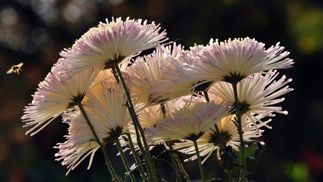 Хризантемы в природе