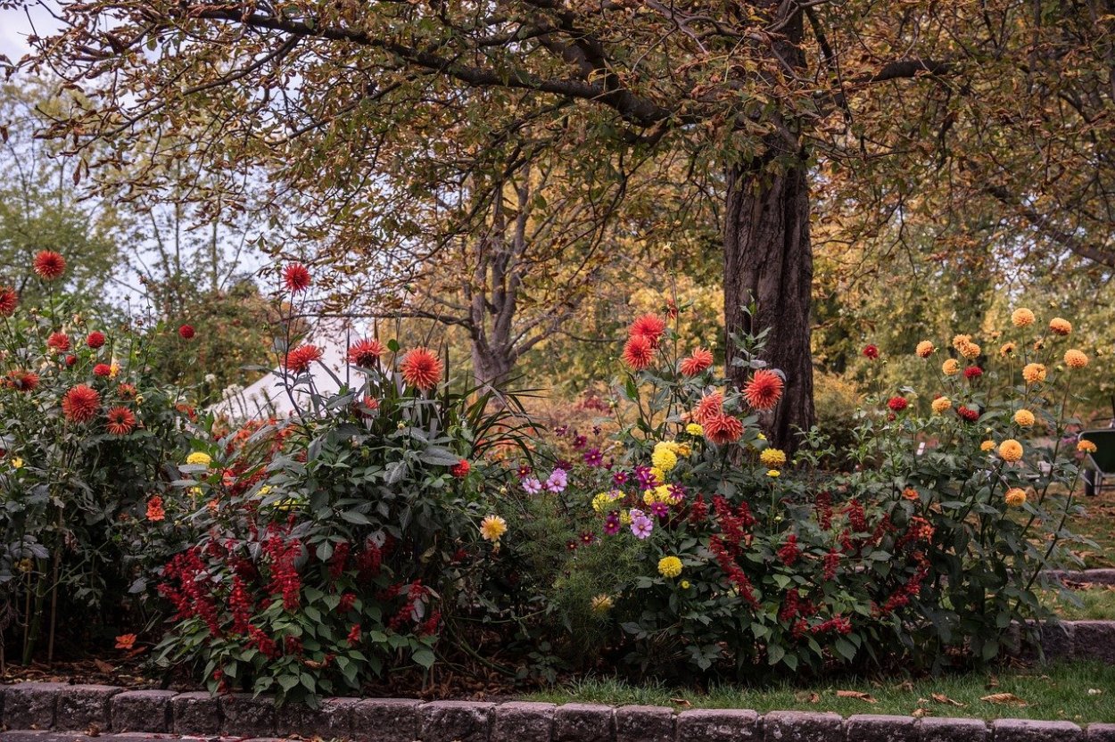 Цветы осенью в саду