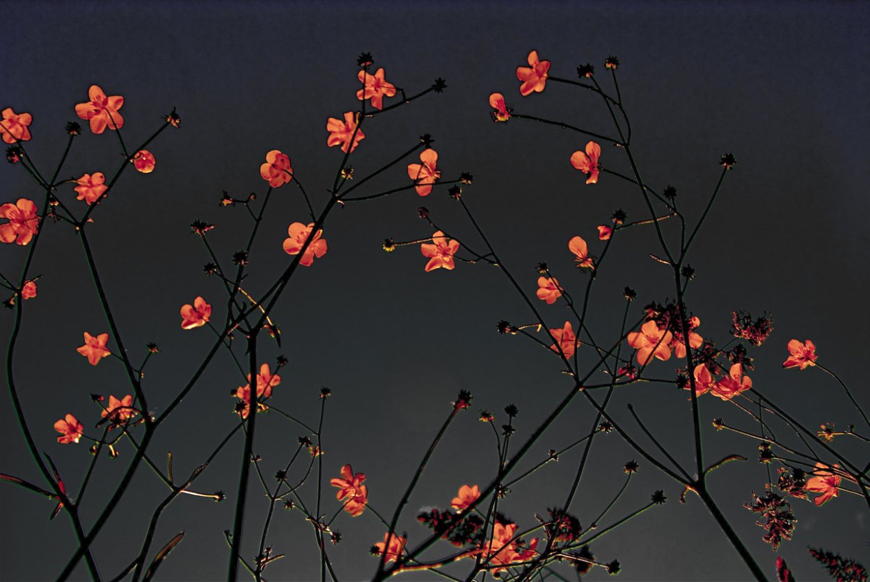 Цветы Эстетика