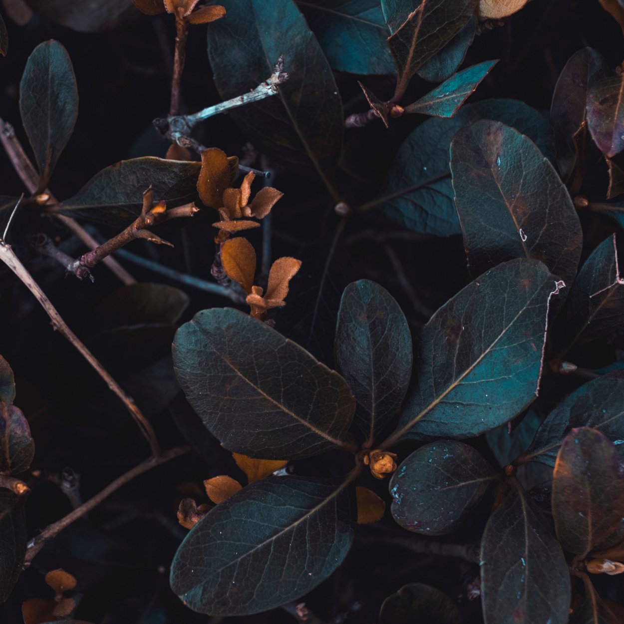 Темная листва