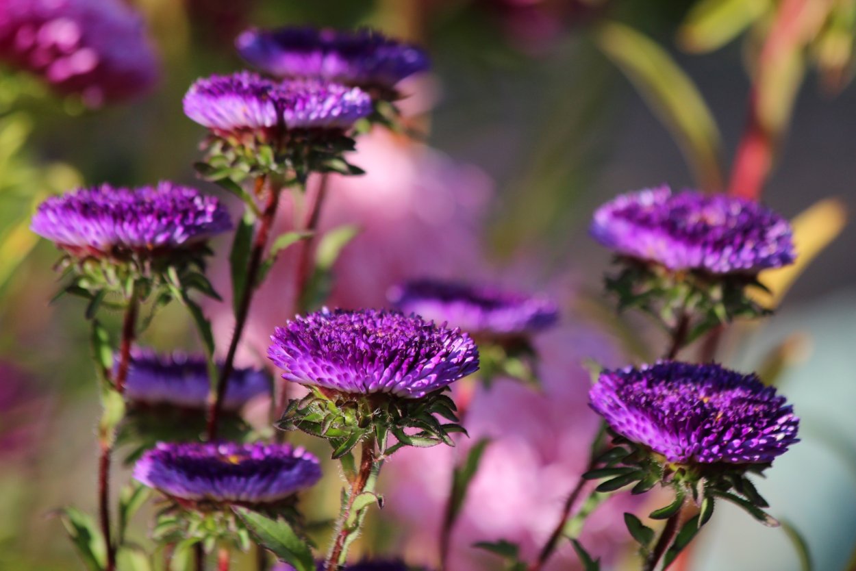 Осенние цветы