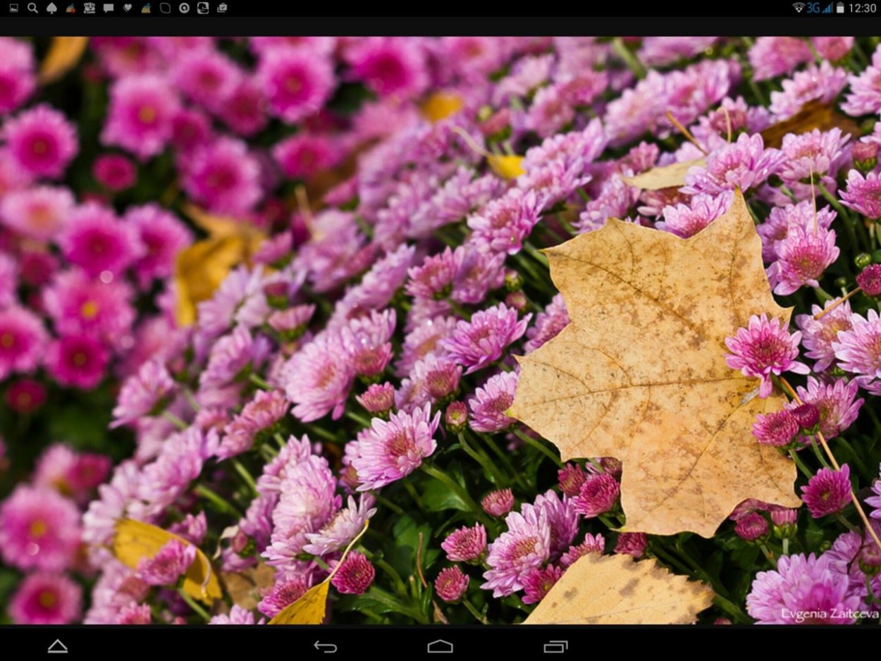 Сезонные осенние цветы