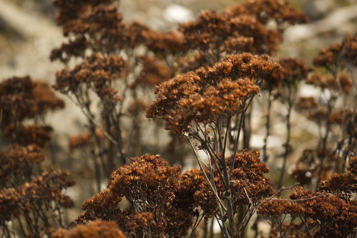Dried Flowers сухоцветы