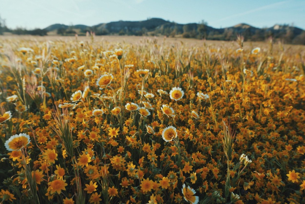 Эстетика желтых растений