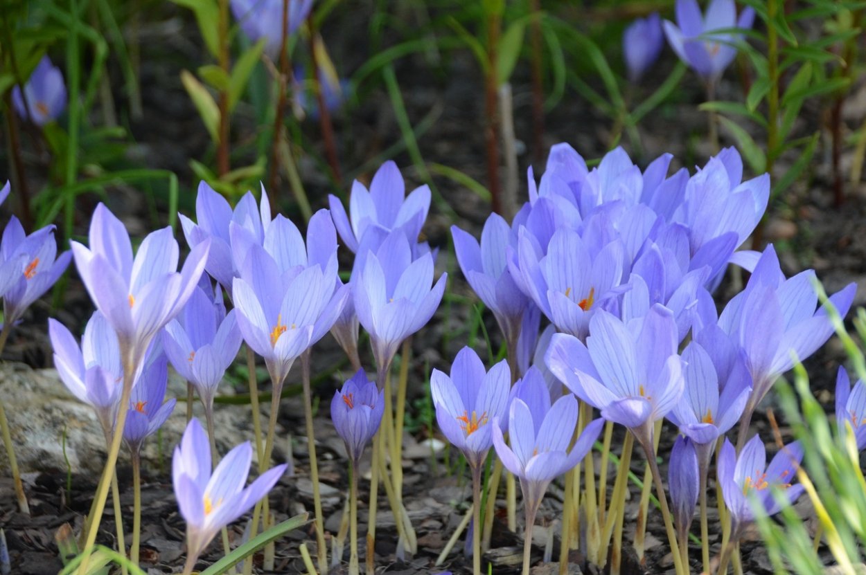 Цветы крокусы безвременник