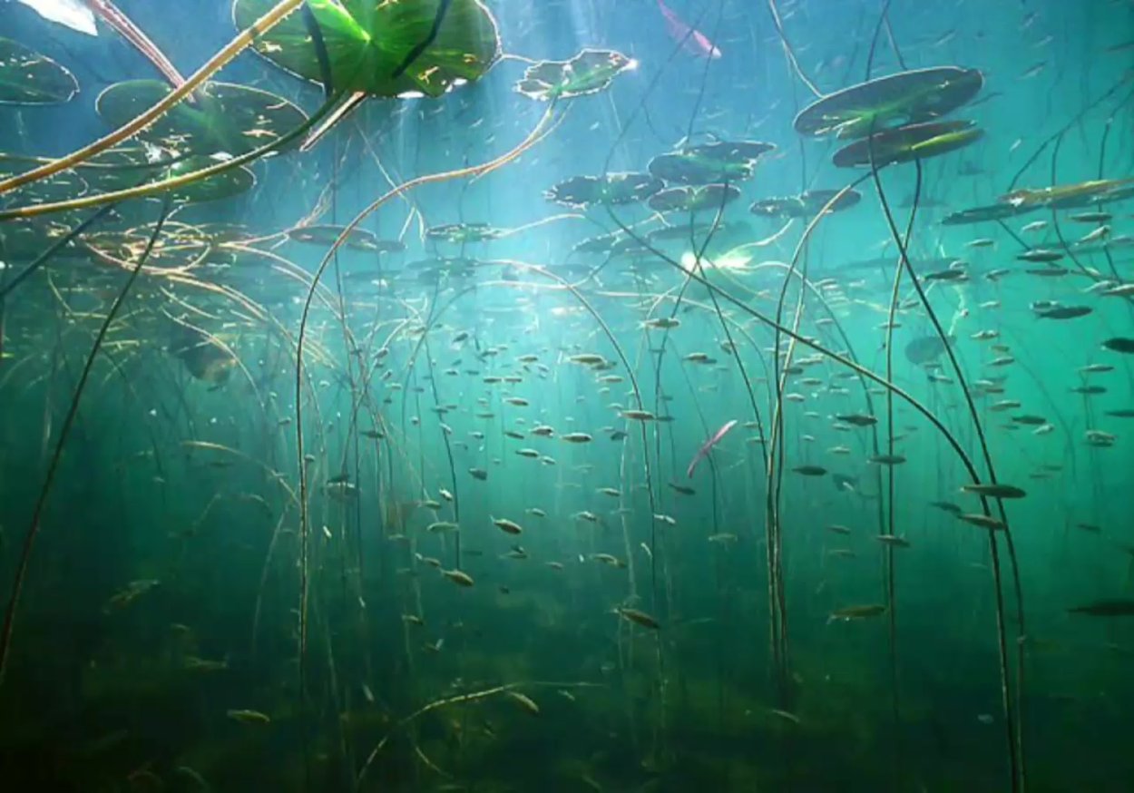 Зостера взморник