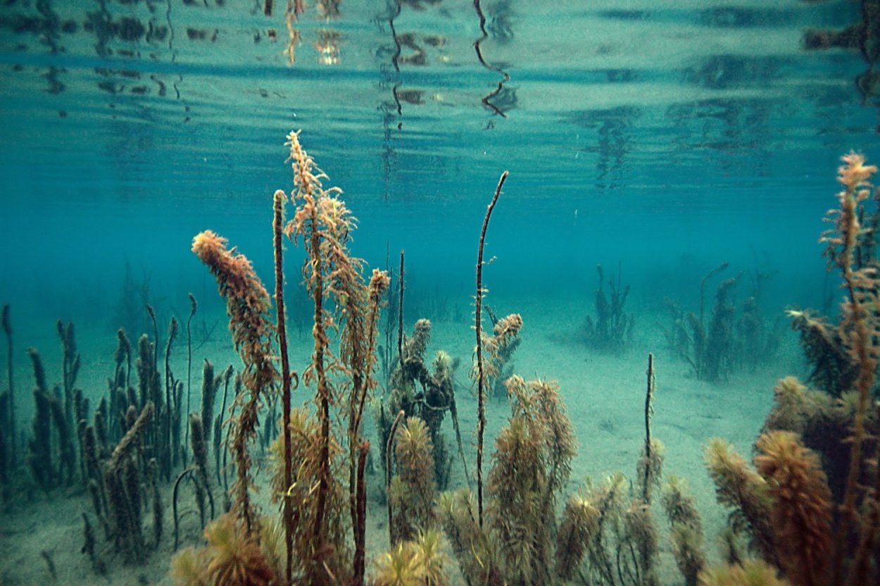 Биотоп пруд