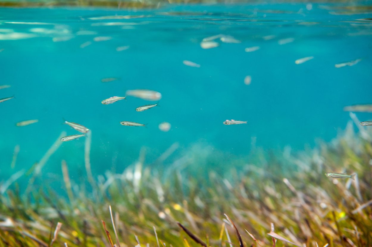 Spirulina водоросль