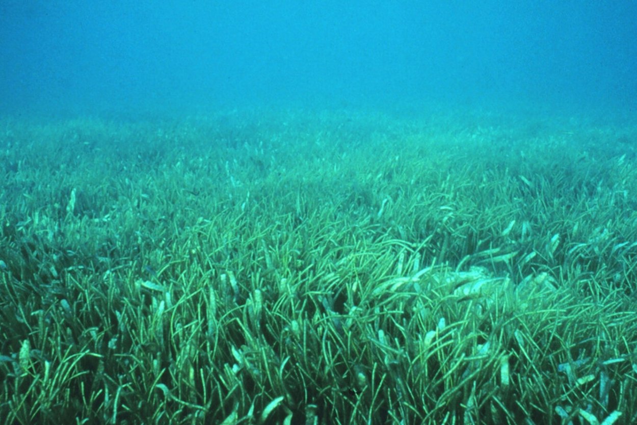 Посидония водоросль