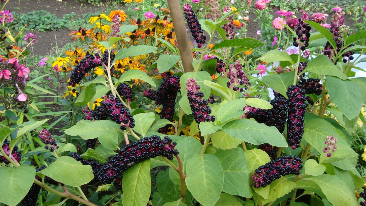 Phytolacca (лаконос американский)