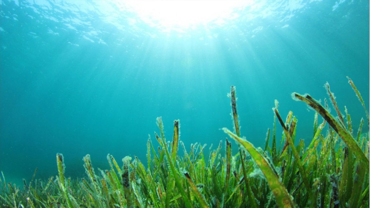 Герматипные кораллы