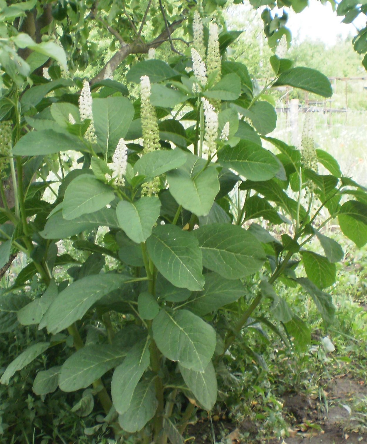 Лаконос (фитолакка) бестселлер