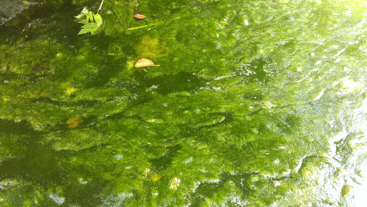 Зостера взморник