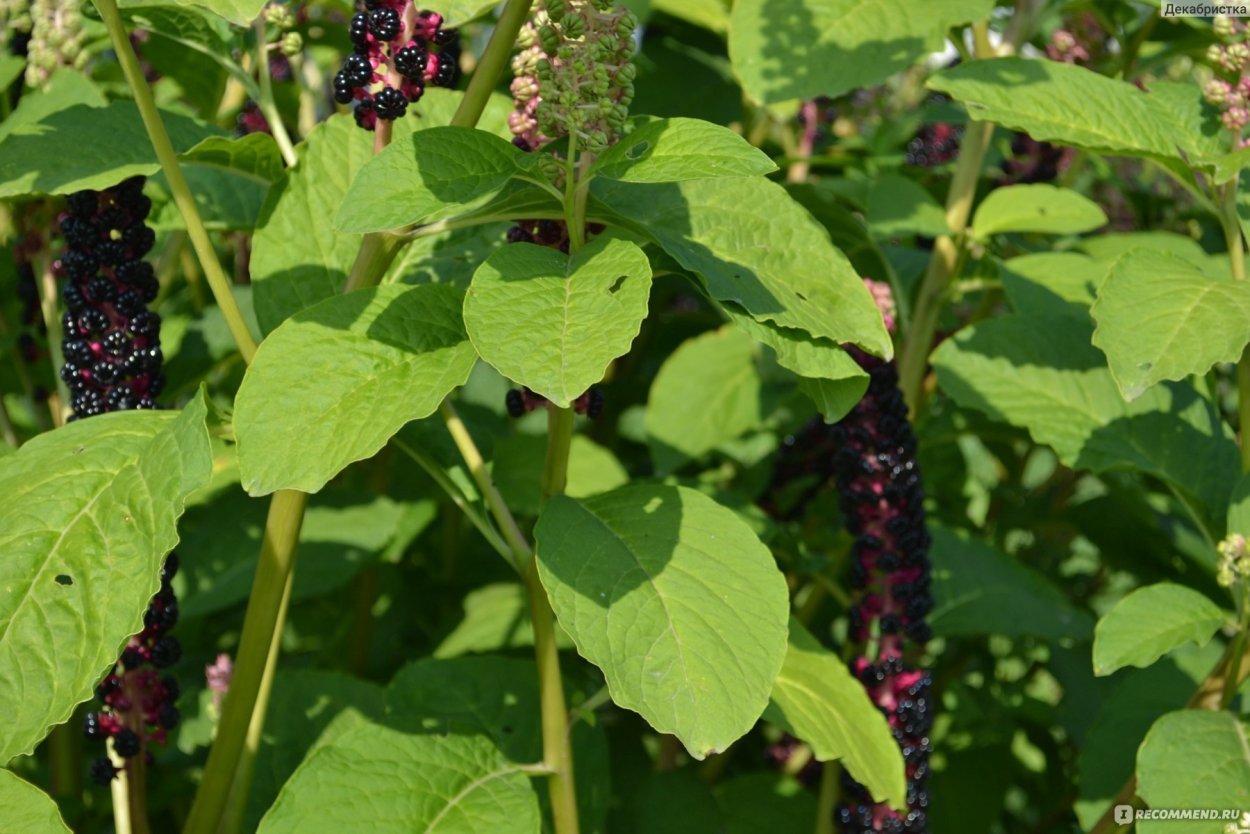 Phytolacca octandra